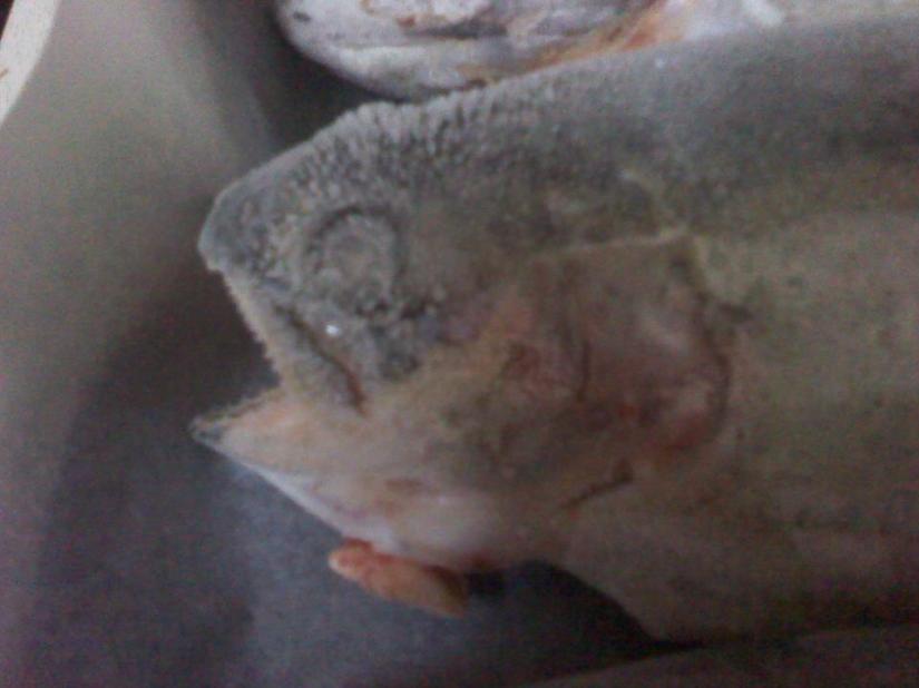 523038_10151720835990293_783810292_23941777_1053476928_n