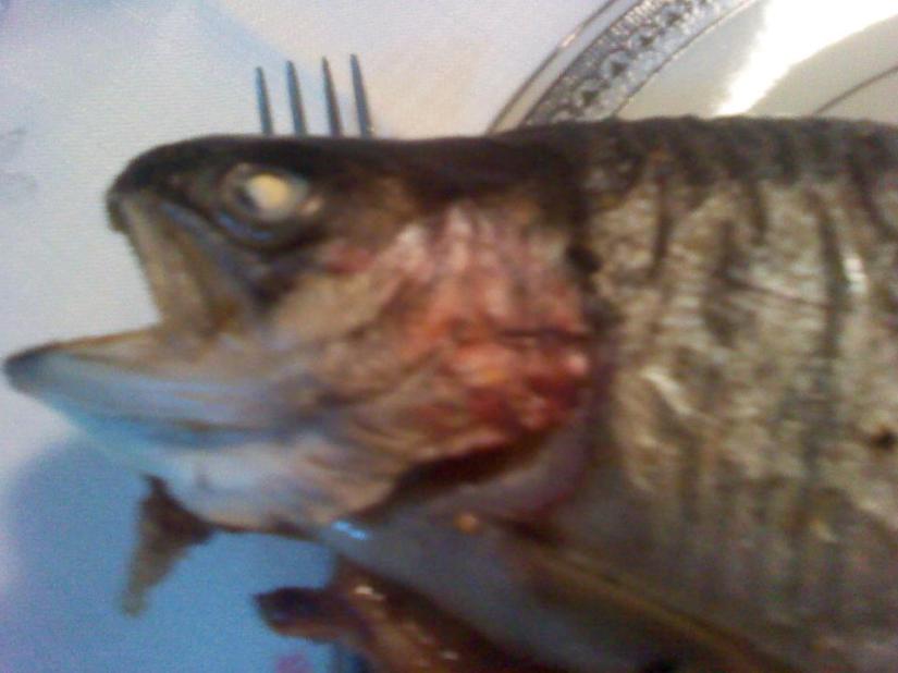 525810_10151721577645293_783810292_23944262_848098963_n