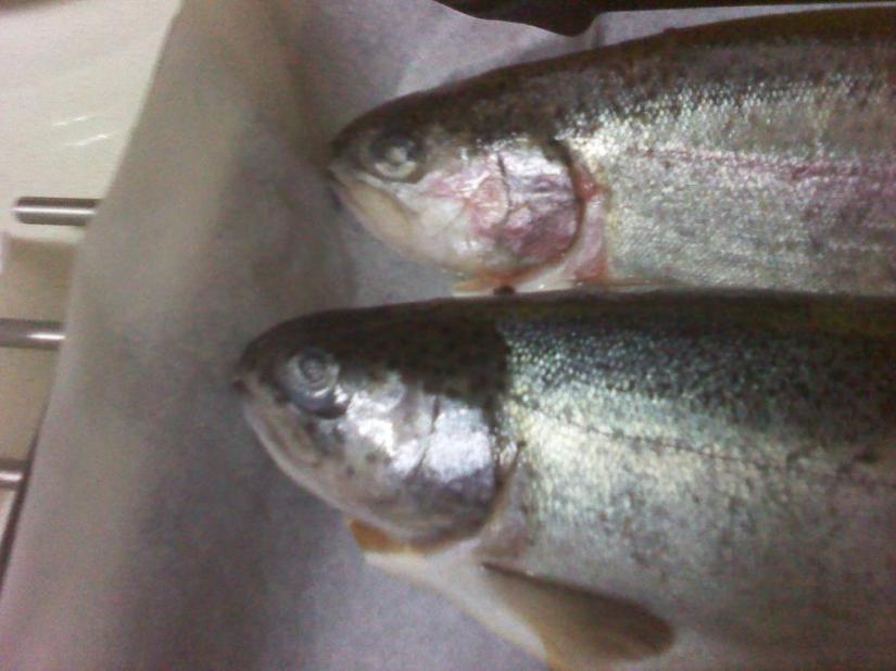 526163_10151720943360293_783810292_23942003_689094869_n