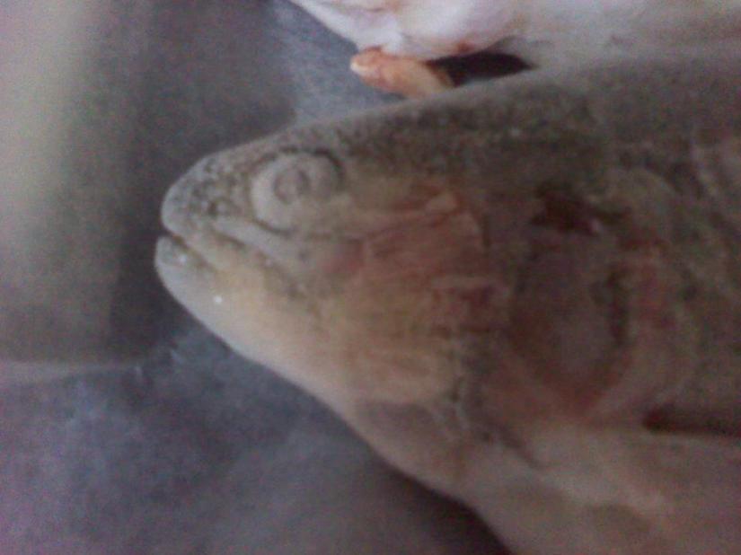 560620_10151720849200293_783810292_23941793_1579447377_n