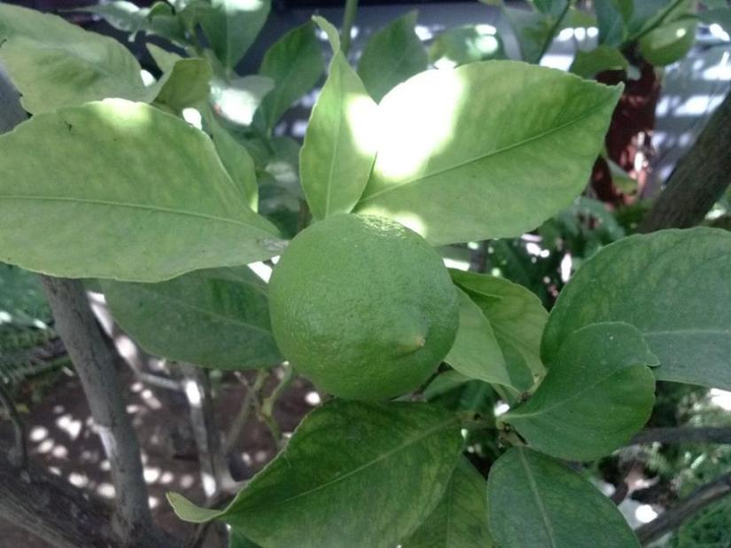 1238289_10153140087555293_1689495226_n